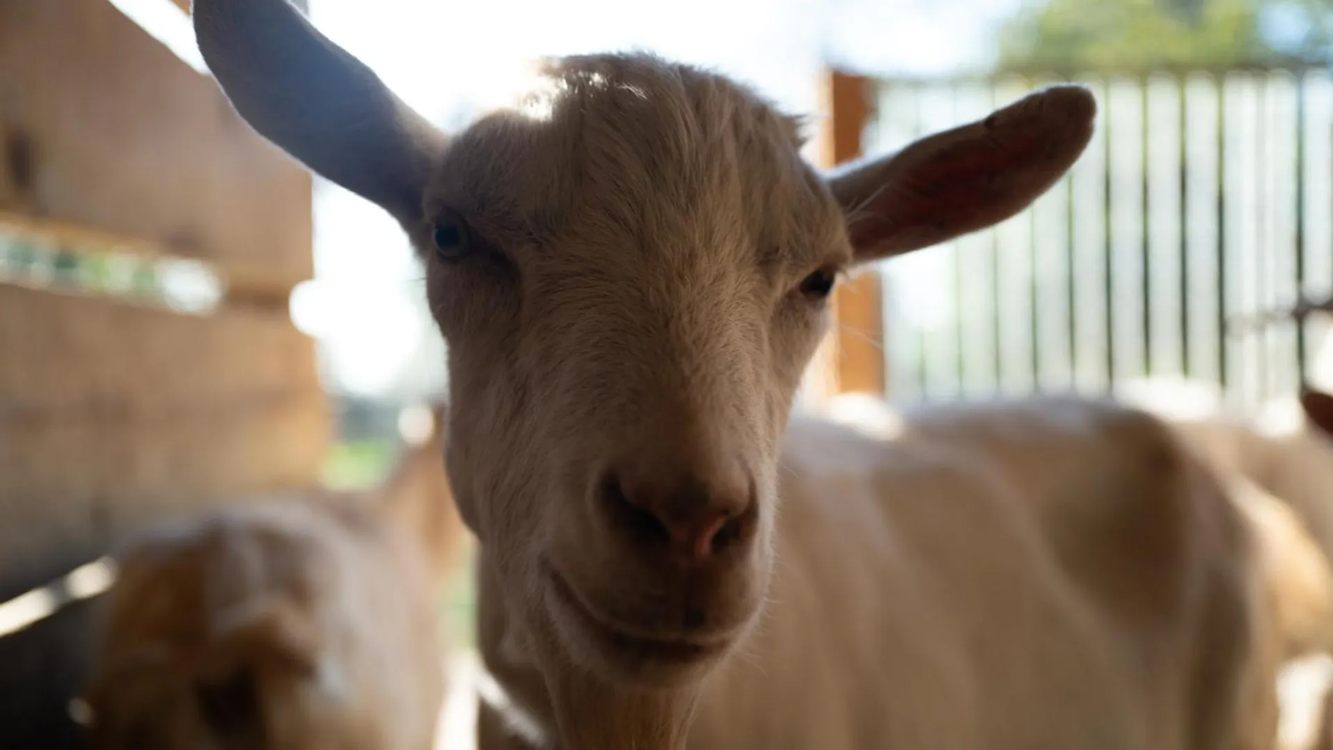 Agriturismo Spigolo Avesa Çiftlik konaklama